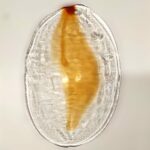 Art. 852 Ricambio di La Murrina Cristallo decoro Ambra